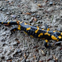 Salamander in the Alps